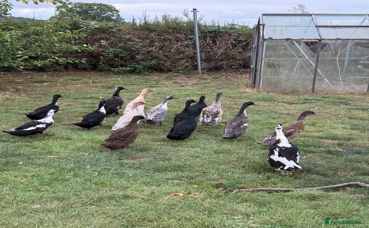 Ducks poultry - Advert 11