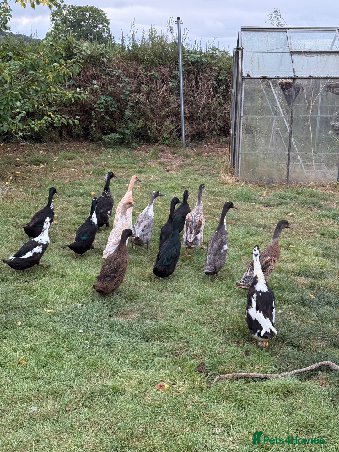 Ducks poultry for sale: Runner x Cayuga Ducks - Image 1