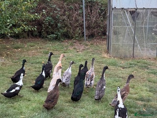 Ducks poultry - Advert 9