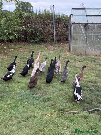 Ducks poultry - Advert 6