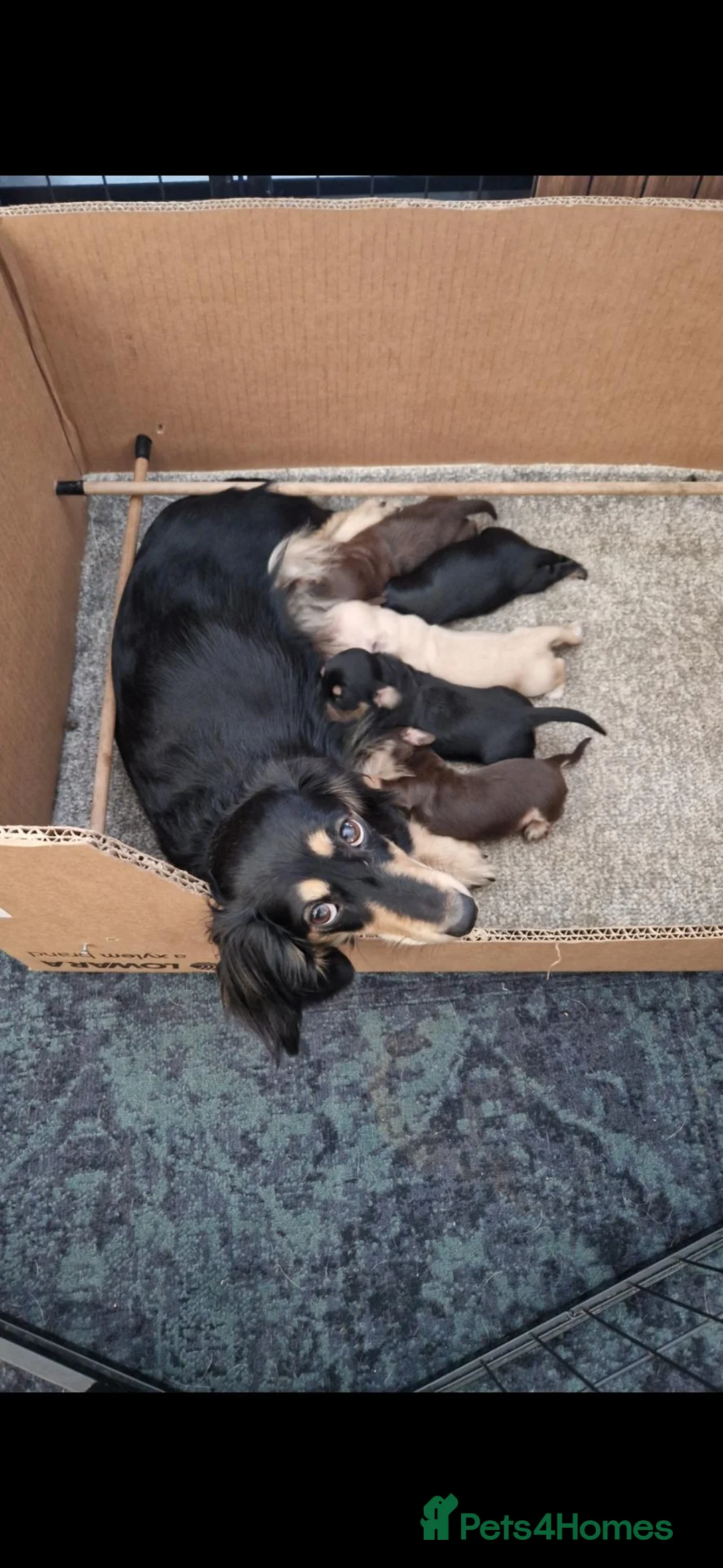 Dachshund dogs for sale: Miniature long haired dachshund puppies  - Advert 23