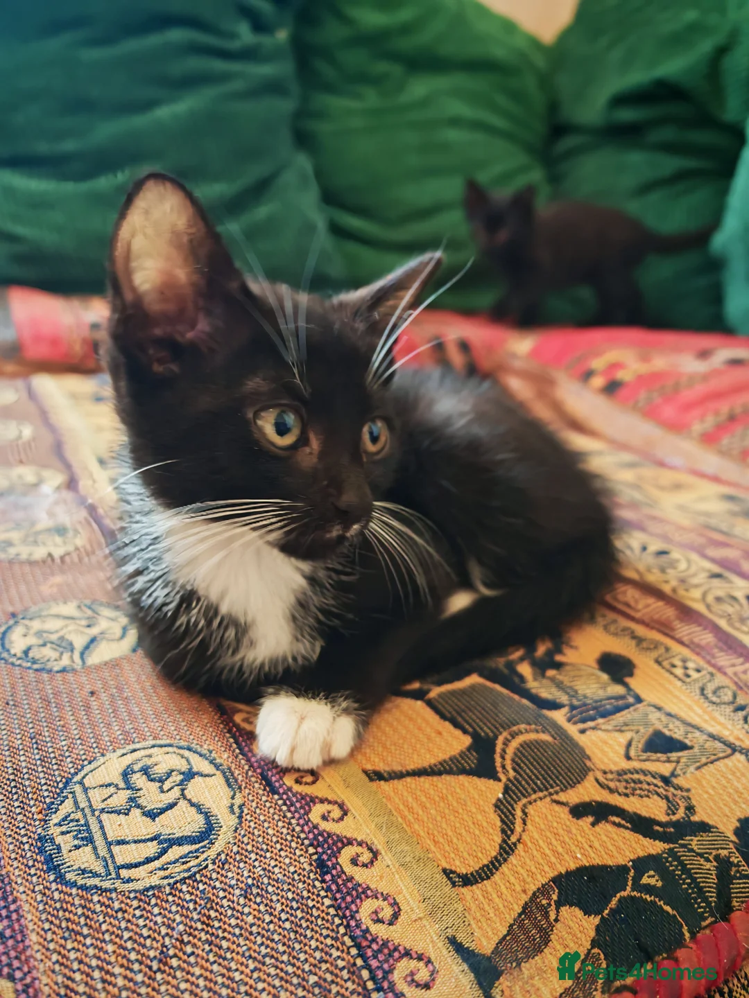 Mixed Breed cats for sale: Four cute kittens a - Advert 11