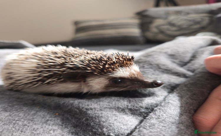 Pygmy Hedgehog rodents - Advert 3