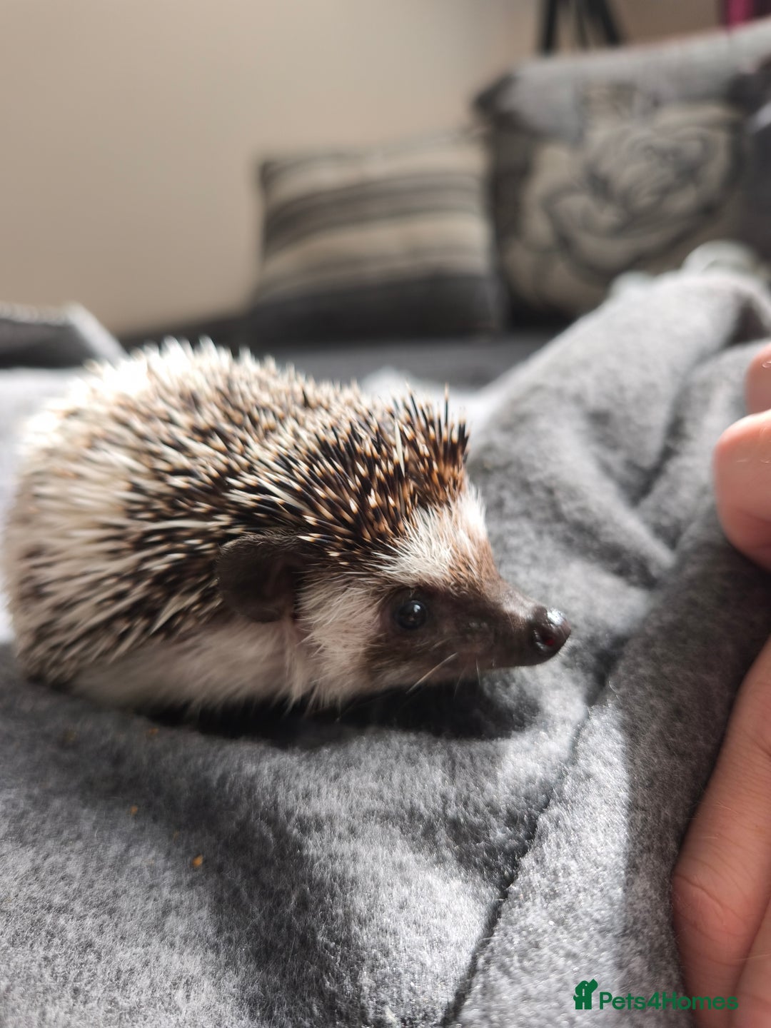 Pygmy Hedgehog rodents for sale: African pygmy hedgehog and set up - Image 1