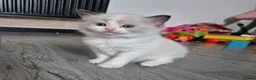Ragdoll cats for sale: Blue bicolour Ragdoll kittens - Advert 4