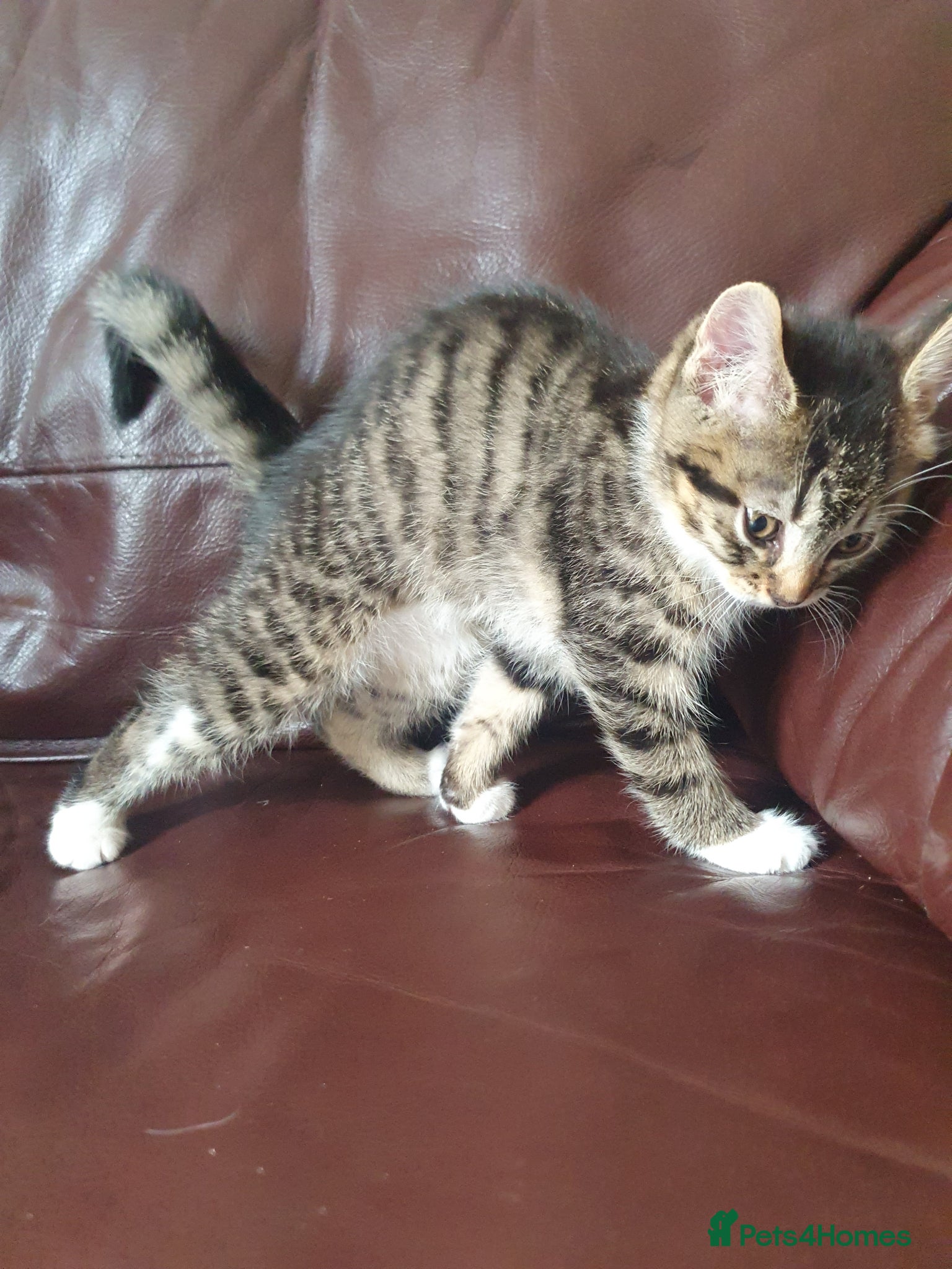 Mixed Breed cats for sale: Beautiful Mix Breed - Advert 8