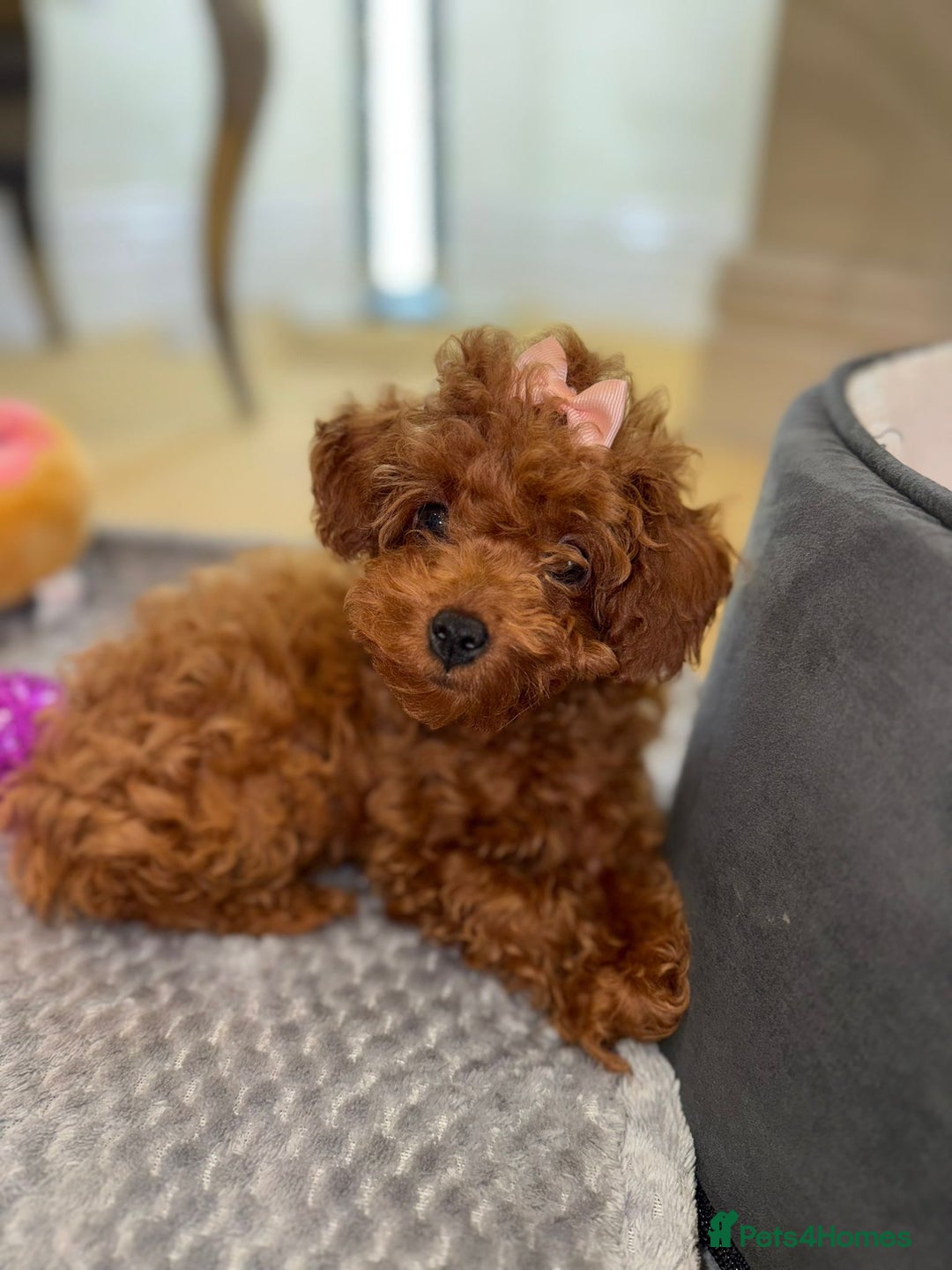 Toy Poodle dogs for sale:  **  poodle - Advert 3