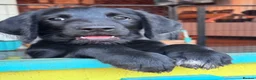 Labradoodle dogs for sale: Labradoodle Puppies - Advert 8