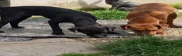 Patterdale Terrier dogs for sale: 3 Patterdale dogs… one 8 mths…. Two 6 months  - Advert 9