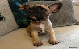 French Bulldog dogs for sale: French bulldog puppies  - Image 14