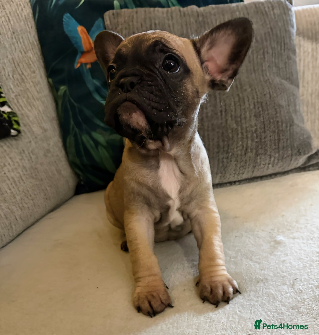 French Bulldog dogs for sale: French bulldog puppies  - Image 14