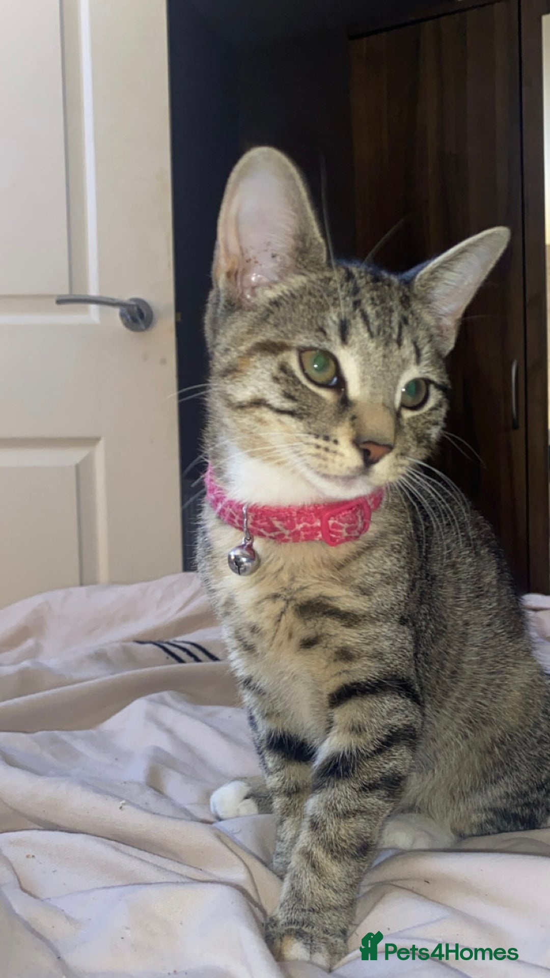 British Shorthair cats for sale: Kitten  - Advert 1