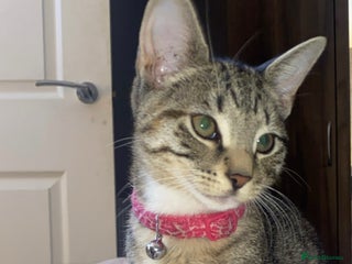 British Shorthair cats Kitten - Advert 1