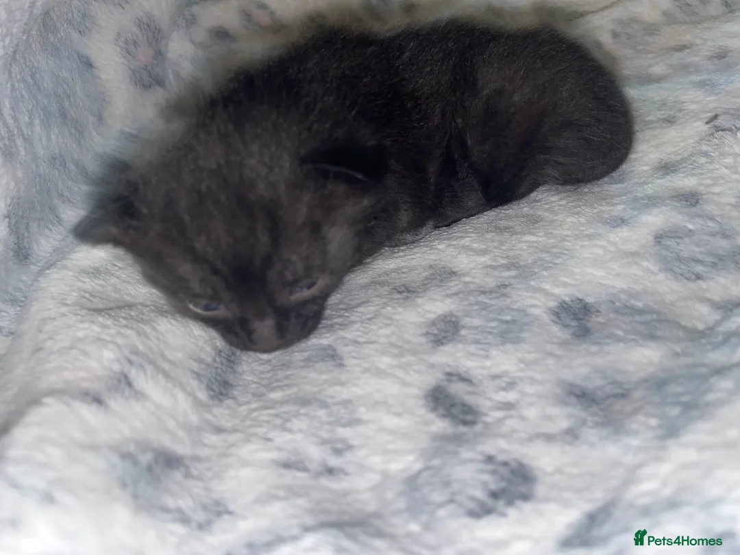 Mixed Breed cats for sale: Beautiful black kitten - Advert 16