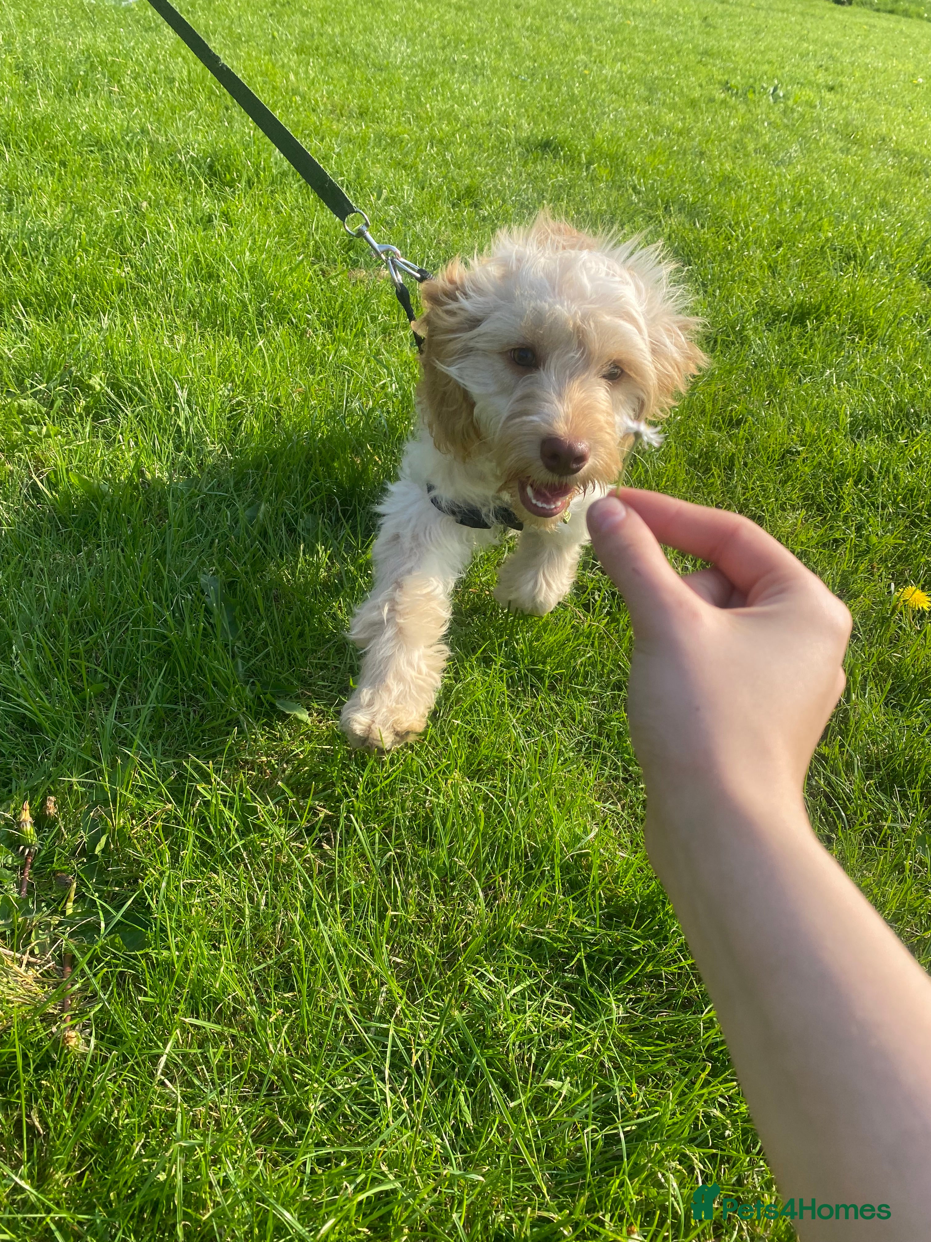 Cockapoo dogs Dog for stud! Otis the cockapoo - Advert 1