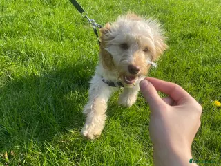 Cockapoo dogs Dog for stud! Otis the cockapoo - Advert 1