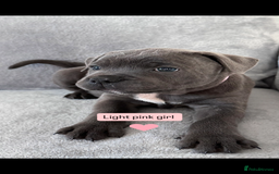 Staffordshire Bull Terrier dogs for sale: Blue Staffordshire bull terrier  - Image 15