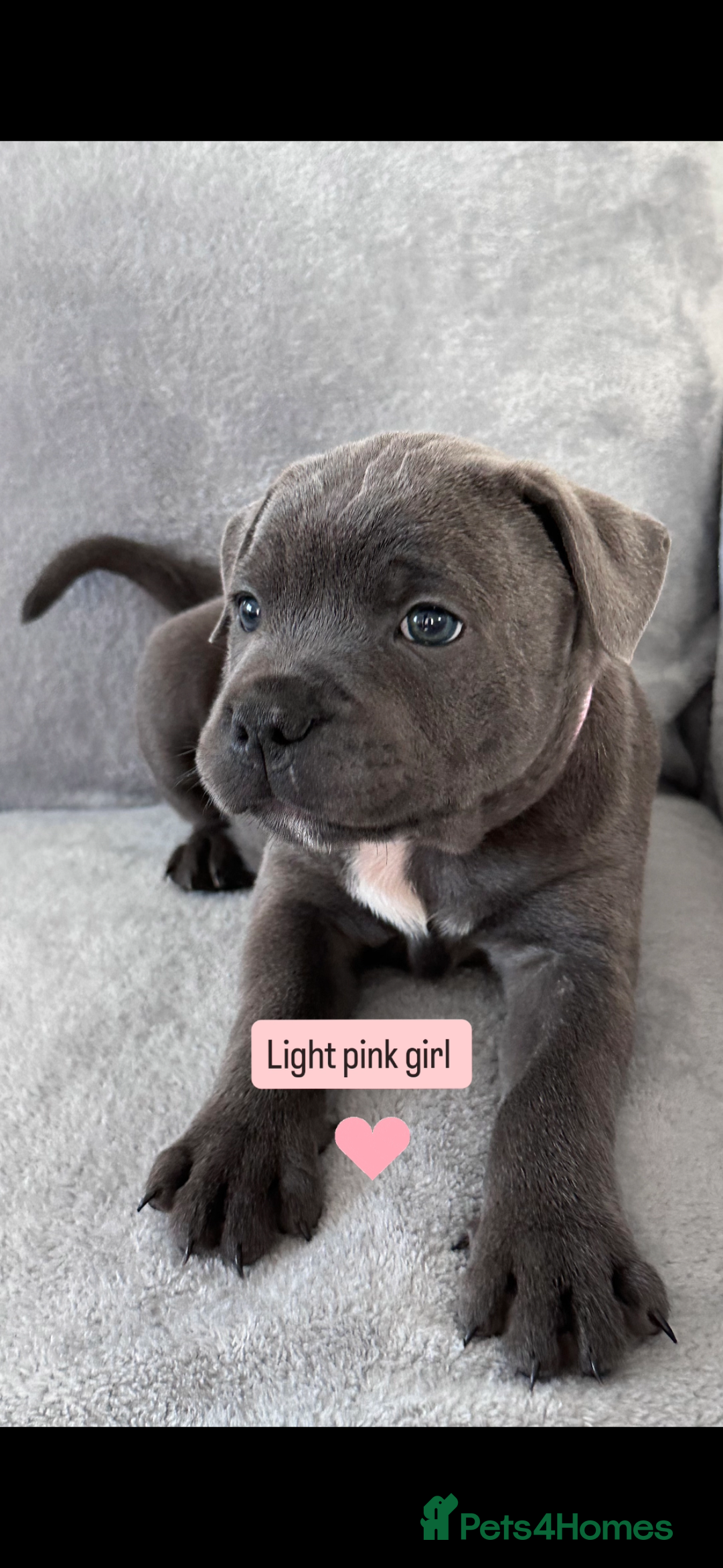 Staffordshire Bull Terrier dogs for sale: Blue Staffordshire bull terrier  - Image 15