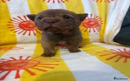 Shar Pei dogs for sale: Stunning Shar Pei Pups - Image 14