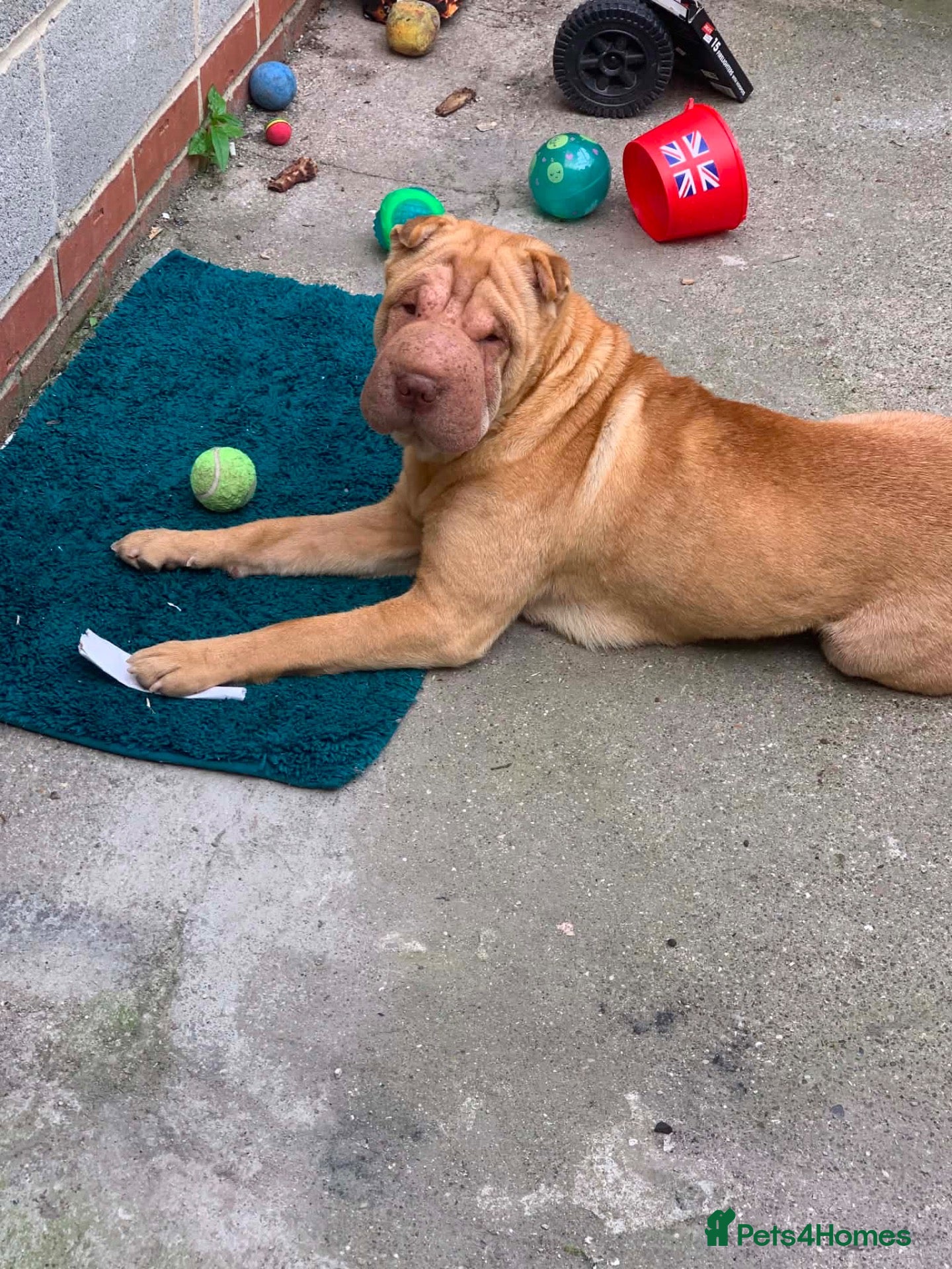Shar Pei dogs Looking for a stud  - Advert 13
