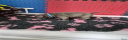Staffordshire Bull Terrier dogs for sale: Staffordshire bull terrier pups in Leeds - Advert 25