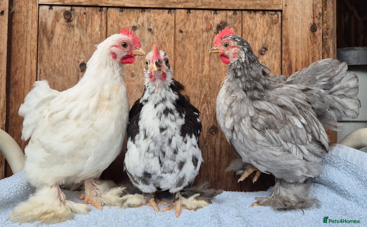 Chickens poultry - Advert 1