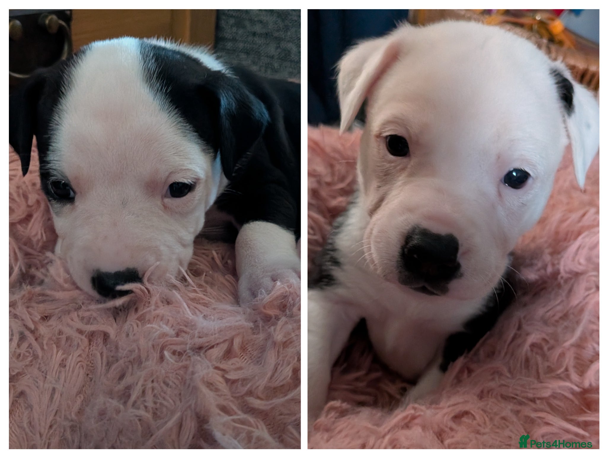 Mixed Breed dogs Borador bully puppies x2 girls viewings now  - Advert 12