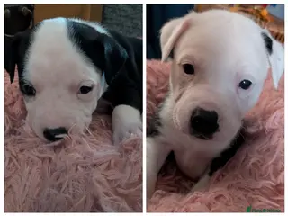 Mixed Breed dogs Borador bully puppies x2 girls viewings now - Advert 6