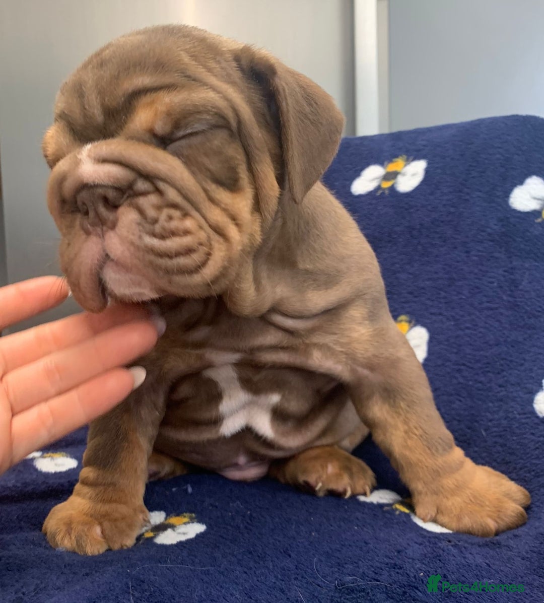 English Bulldog dogs for stud: Beautiful lilac and tan british bulldog for stud  in Norwich - Image 11