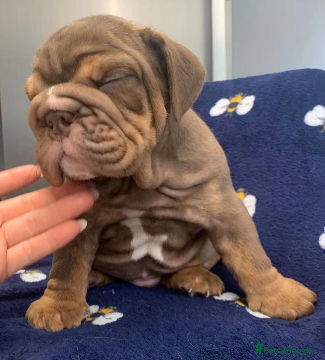 English Bulldog dogs for stud: Beautiful lilac and tan british bulldog for stud  in Norwich - Advert 12