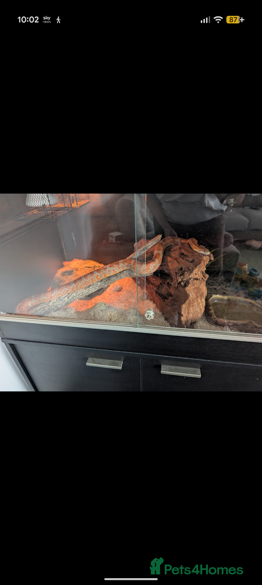 Corn Snake reptiles Gorgeous corn snake named Shreddy  - Advert 2