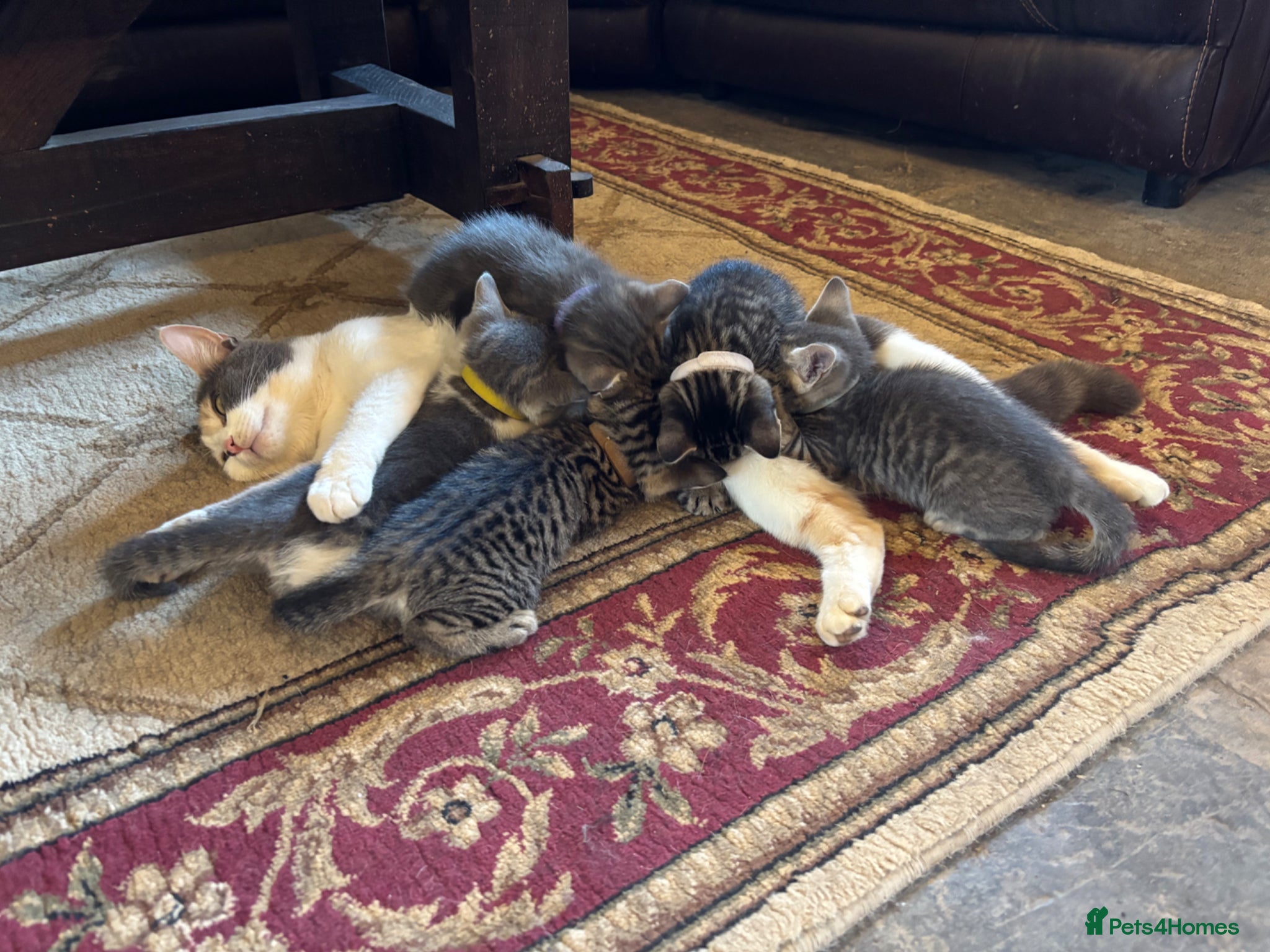 Mixed Breed cats for sale: Gorgeous Kittens Looking for 5* Forever Homes  - Advert 1