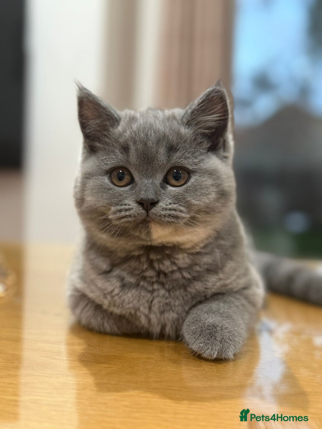 British Shorthair cats for sale: 2 female British short hair - Advert 7
