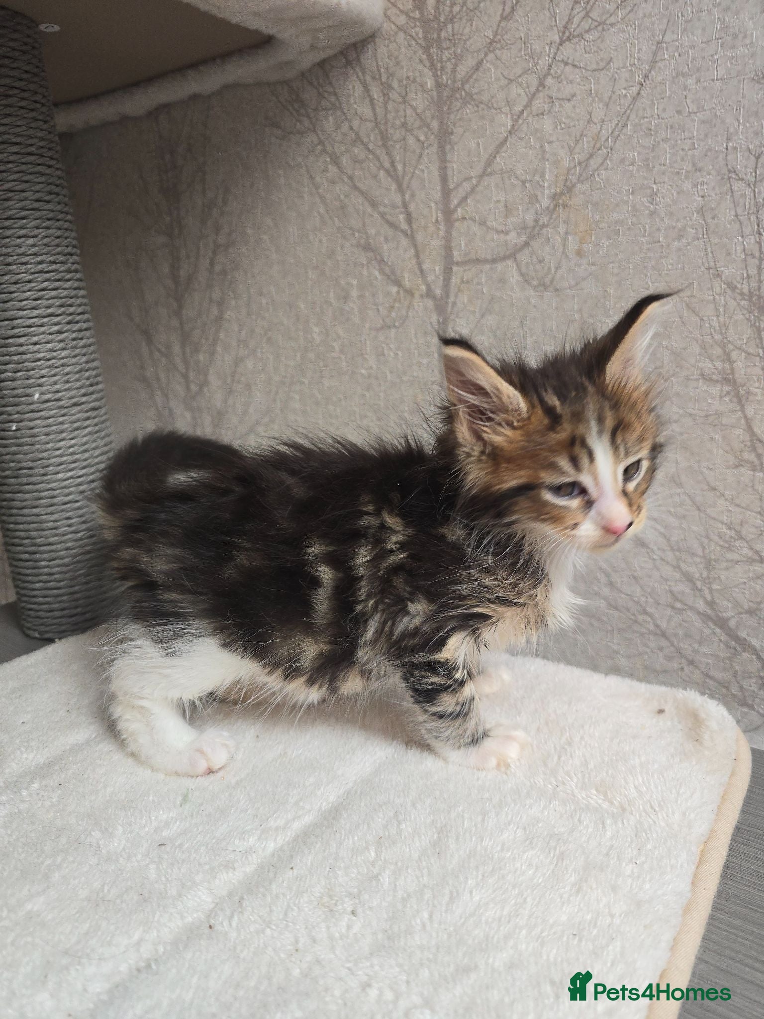 Maine Coon cats Beautiful Maine Coon Kittens LAST BOY! - Advert 2