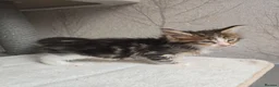 Maine Coon cats for sale: Beautiful Maine Coon Kittens Amazing Lines - Advert 3