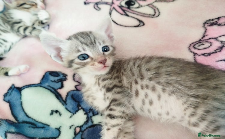 Savannah cats - Advert 1