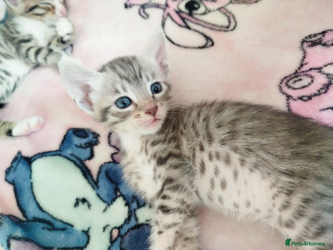 family cats　0507 Georgious SavannahF5 Mix Kittens – Unique Markings for sale