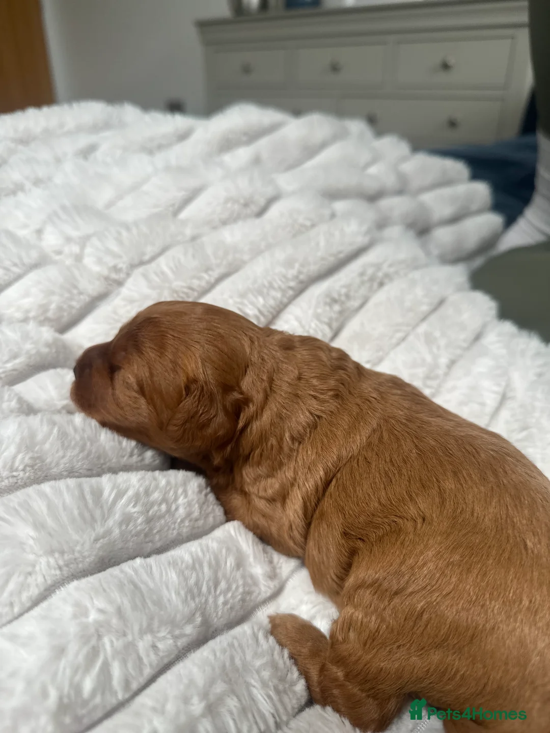 Cavapoo dogs for sale: Beautiful F1B Red Cavapoo Puppies in Newcastle upon Tyne - Advert 30