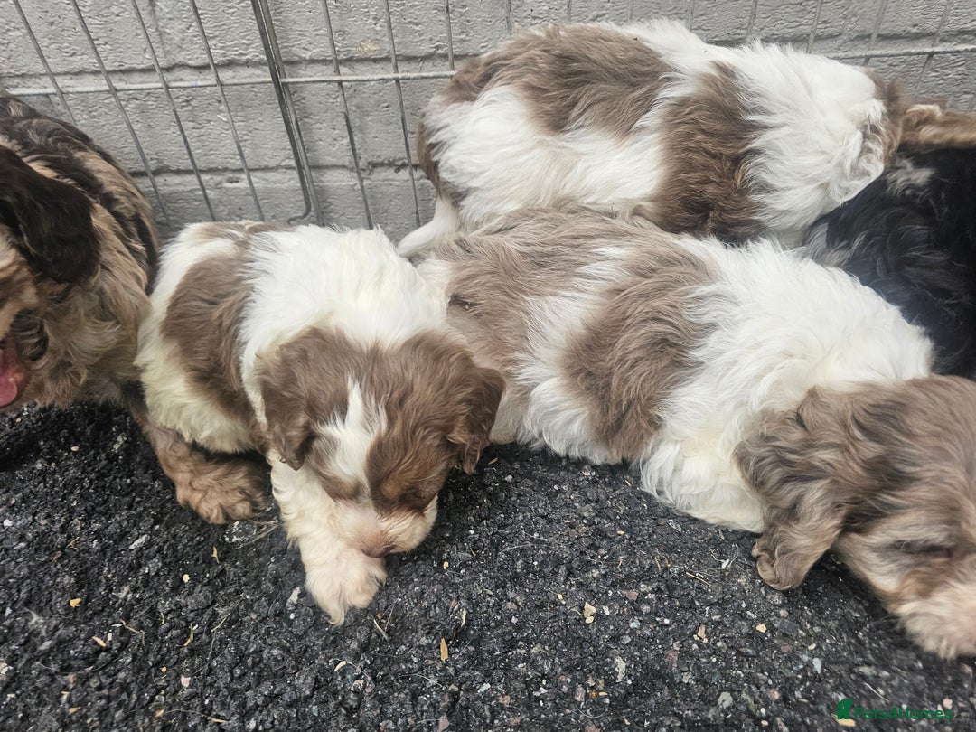 Cockapoo dogs for sale: Cockapoo puppies 🐶  - Image 4