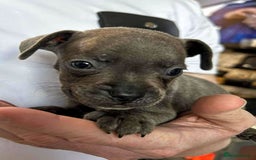 Mixed Breed dogs for sale: French Bulldog x Staffie Puppies - Rare colours - Image 11