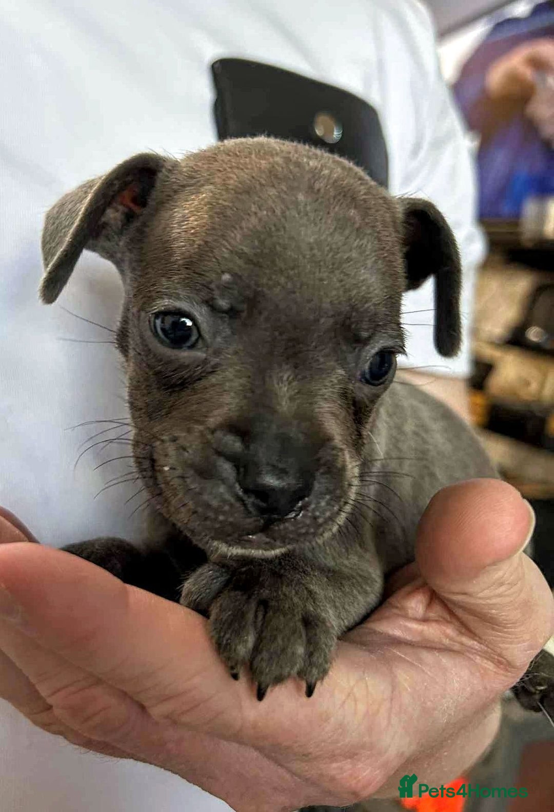 Mixed Breed dogs for sale: French Bulldog x Staffie Puppies - Rare colours - Image 11