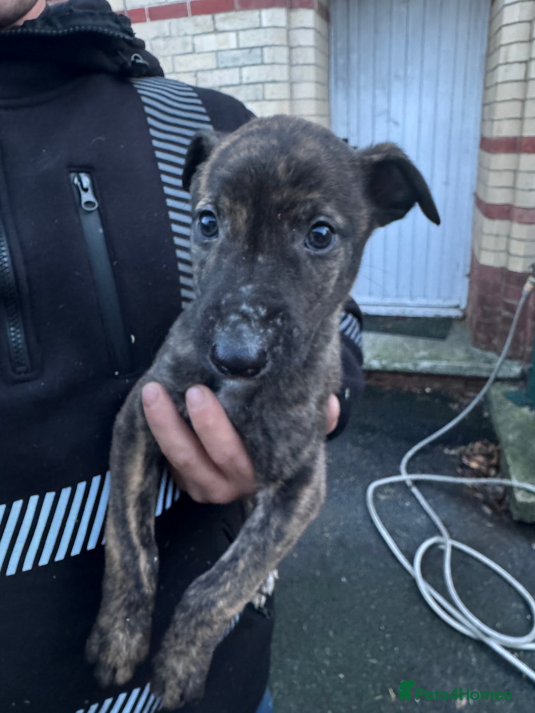 Mixed Breed dogs for sale: Beautiful litter of puppies  - Advert 7