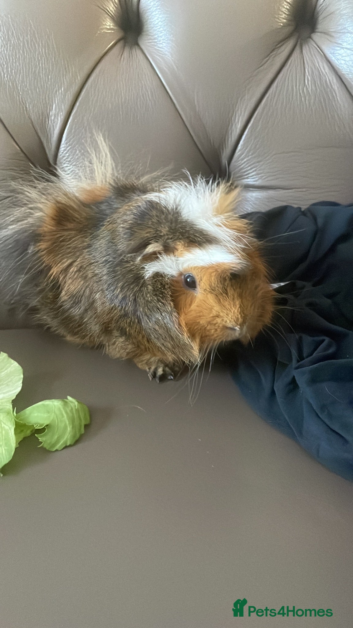 Guinea Pig rodents Two beautiful Guinne pigs  - Advert 1