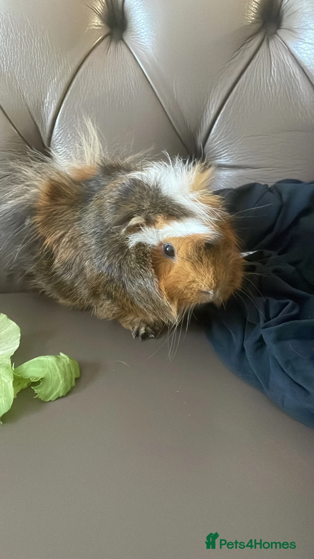 Guinea Pig rodents for sale: Two beautiful Guinne pigs  in Braintree - Advert 1