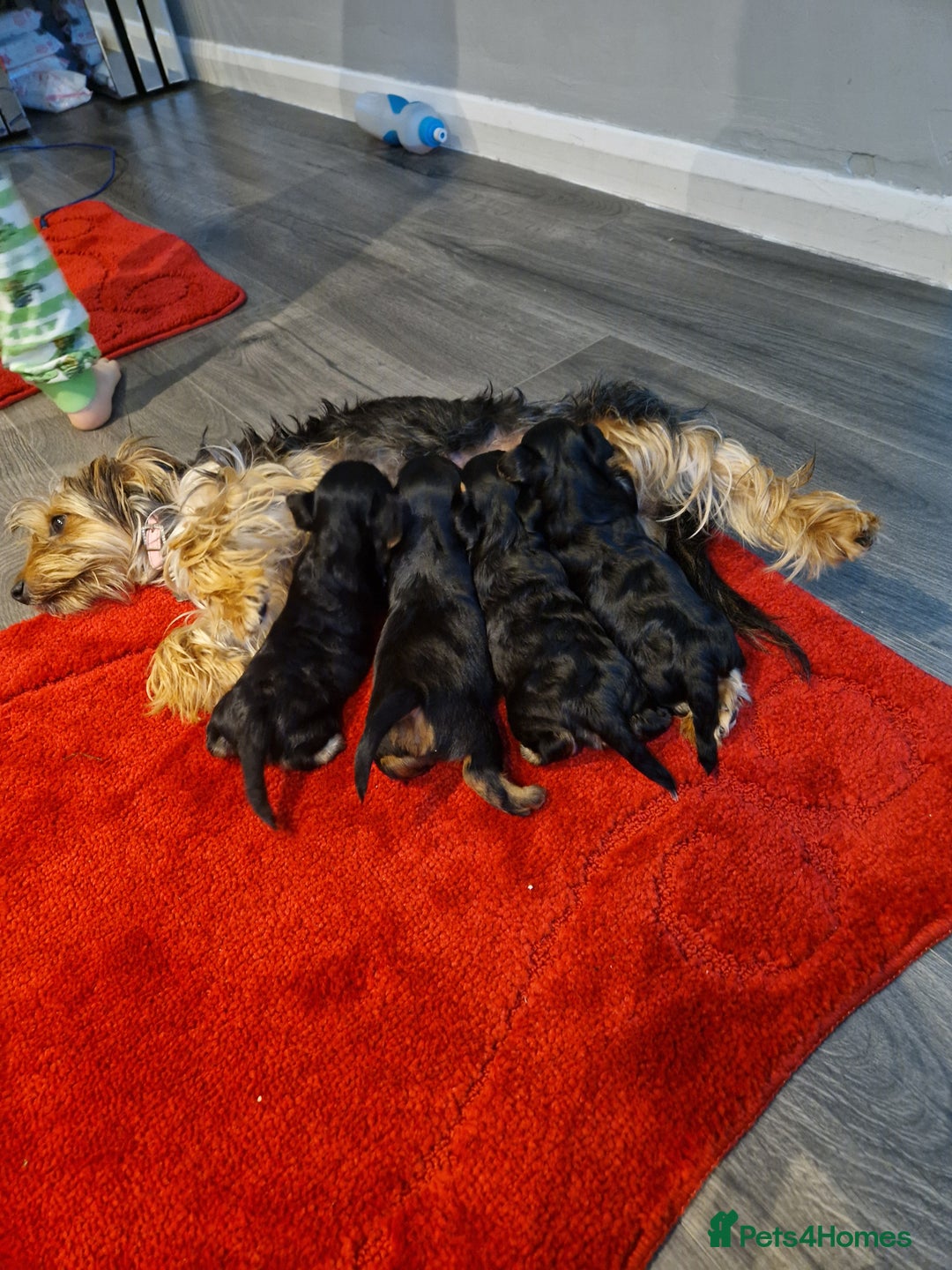 Yorkshire Terrier dogs for sale: Yorkshire terrier pure breads - Advert 1