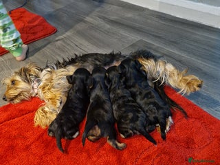 Yorkshire Terrier dogs Yorkshire terrier pure breads - Advert 2