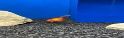 Fancy Goldfish fish for sale: Fancy goldfish  in Liverpool - Advert 4