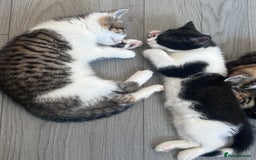 Mixed Breed cats for sale: Kittens for sale.  - Image 3