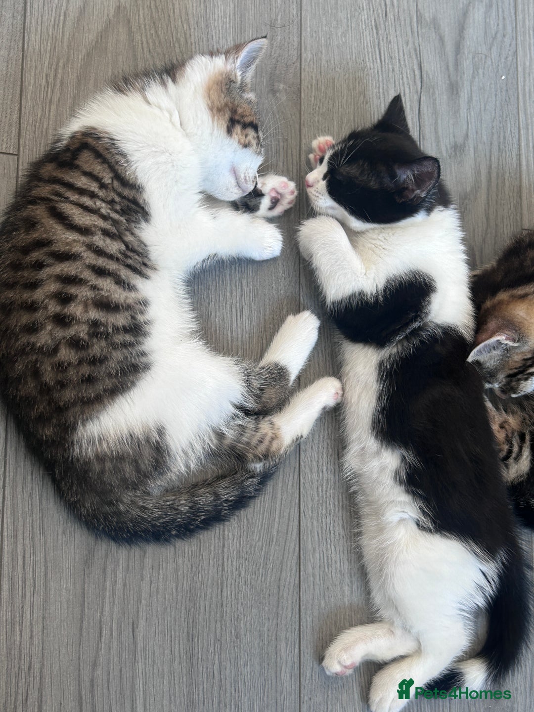 Mixed Breed cats for sale: Kittens for sale.  - Image 3