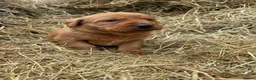 Labrador Retriever dogs for sale: Stunning Fox red labrador puppies READY NOW - Advert 8